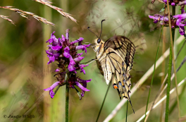 862.733B-Koninginnenpage-Papilio-machaon
