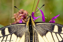 862.738B-Koninginnenpage-Papilio-machaon