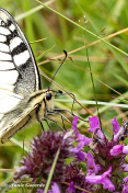 862.738C-Koninginnenpage-Papilio-machaon