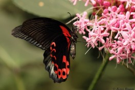 863.520-Great-mormon-Papilio-memnon