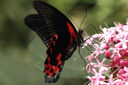 863.521-Great-mormon-Papilio-memnon