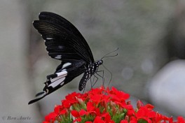 863.925-Papilio-nephelus