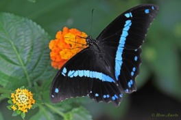 864.322-Green-banded-swallowtail-Papilio-nireus