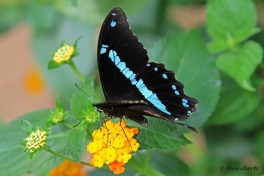 864.325-Green-banded-swallowtail-Papilio-nireus