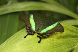 865.917-  the Emerald swallowtail - Papilio palinurus
