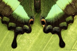 865.919-  the Emerald swallowtail - Papilio palinurus
