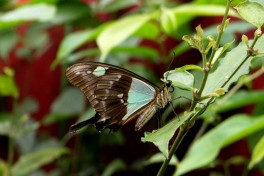 867.516-Apple-green swallotail - Papilio phorcas