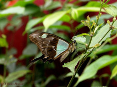 867.516-Apple-green swallotail - Papilio phorcas