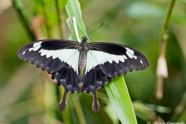 867.530- Apple-green swallotail - Papilio phorcas