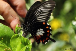 868.702- Common mormon - Papilio polytes