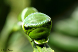 868.712- Common mormon - Papilio polytes