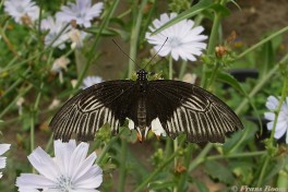 868.720-Common mormon - Papilio polytes