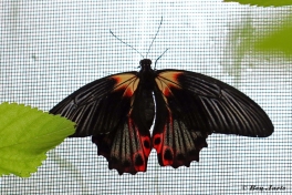 869.915C-Scarlet-mormon-Papilio-rumanzovia