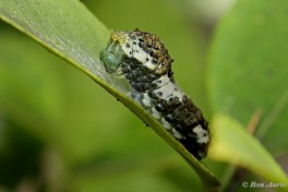 871.506- Asian swallowtail - Papilio xuthus