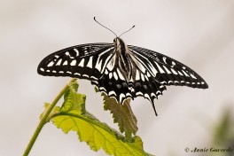 871.520- Asian swallowtail - Papilio xuthus