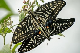 871.530- Asian swallowtail - Papilio xuthus