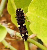 873.516B-Iphidamas-cattleheart-Parides-iphidamas