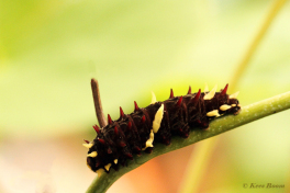 873.516C-Iphidamas-cattleheart-Parides-iphidamas