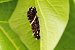 873.516D-Iphidamas-cattleheart-Parides-iphidamas