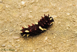 873.516E-Iphidamas-cattleheart-Parides-iphidamas