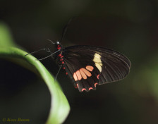 873.520- Iphidamas cattleheart - Parides iphidamas