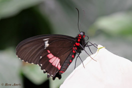 873.521- Iphidamas cattleheart - Parides iphidamas