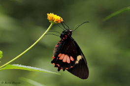873.522-Iphidamas-cattleheart-Parides-iphidamas