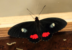 873.526-Iphidamas cattleheart - Parides iphidamas