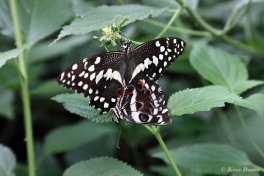 875.115B-Citrus-swallowtail-Papilio-demodocus