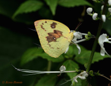 903.515-Lemon migrant - Catopsilia pomona