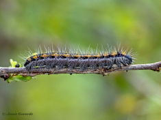 928.804B-Groot-geaderd-witje-Aporia-crataegi