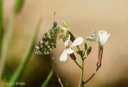 954.420- Klein marmerwitje - Euchloe tagis
