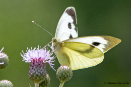 964.416C-Groot-koolwitje-Pieris-brassicae