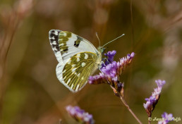 968.825-Oostelijk-resedawitje-Pontia-edusa
