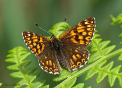 983.210- Sleutelbloemvlinder - Hamearis lucina