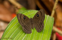 996.210-Mesosemia-cippus