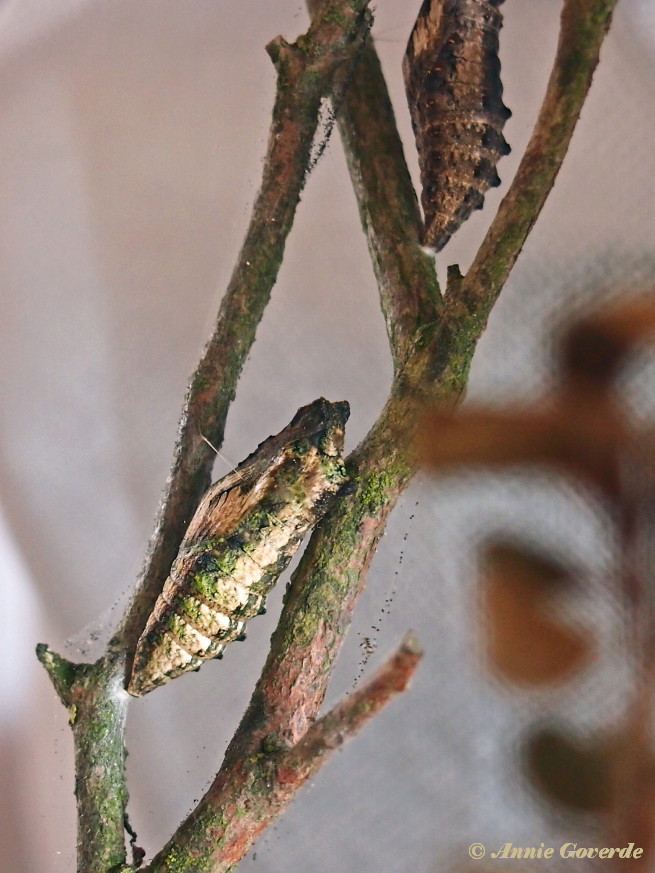 02725-Koninginnenpage-Papilio-machaon