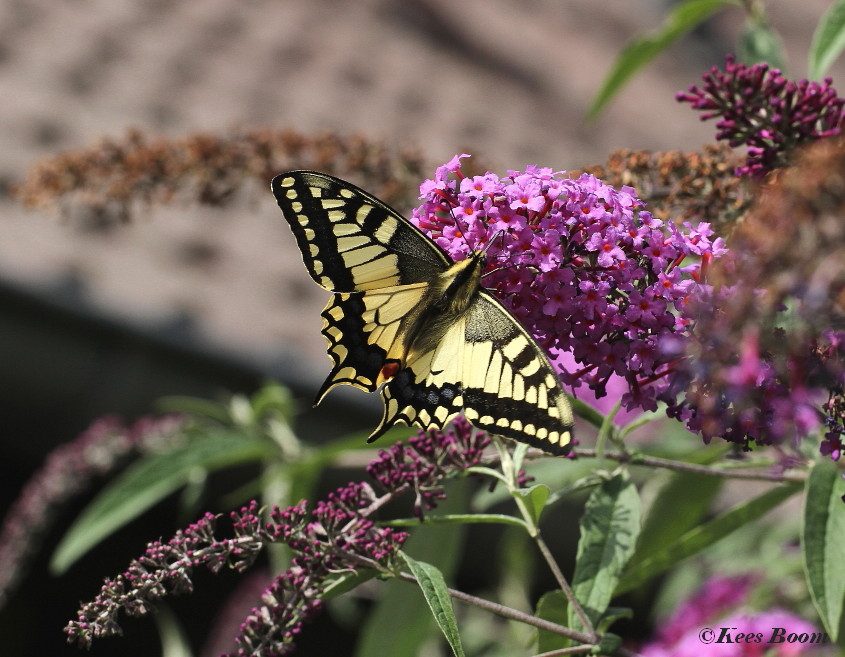 02732-Koninginnenpage - Papilio machaon