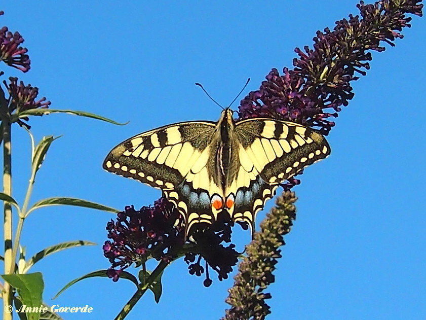 02740- Koninginnenpage - Papilio machaon