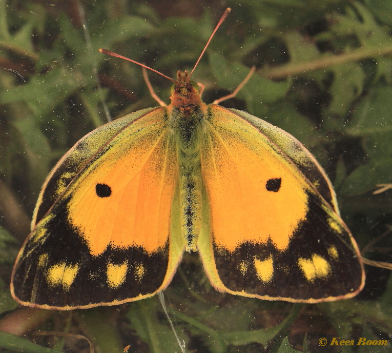 03588-Oranje-luzernevlinder-Colias croceus