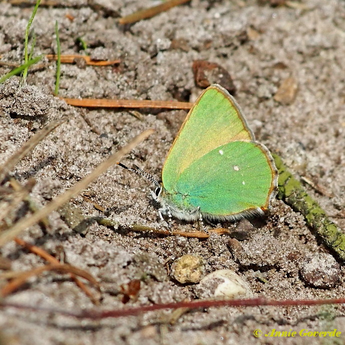 05662-Groentje - Callophrys rubi