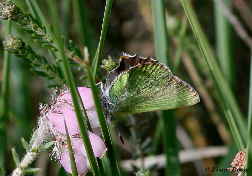 05663- Groentje - Callophrys rubi