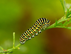 02722-Koninginnenpage - Papilio machaon