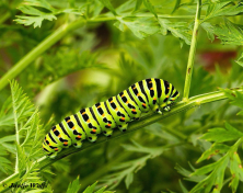 02724-Koninginnenpage - Papilio machaon