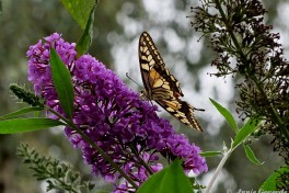 02729-Koninginnenpage-Papilio-machaon