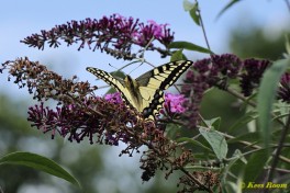 02730-Koninginnenpage - Papilio machaon