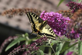 02732-Koninginnenpage - Papilio machaon