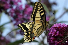02735-Koninginnenpage - Papilio machaon