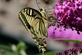02737-Koninginnenpage - Papilio machaon