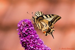 02738- Koninginnenpage - Papilio machaon